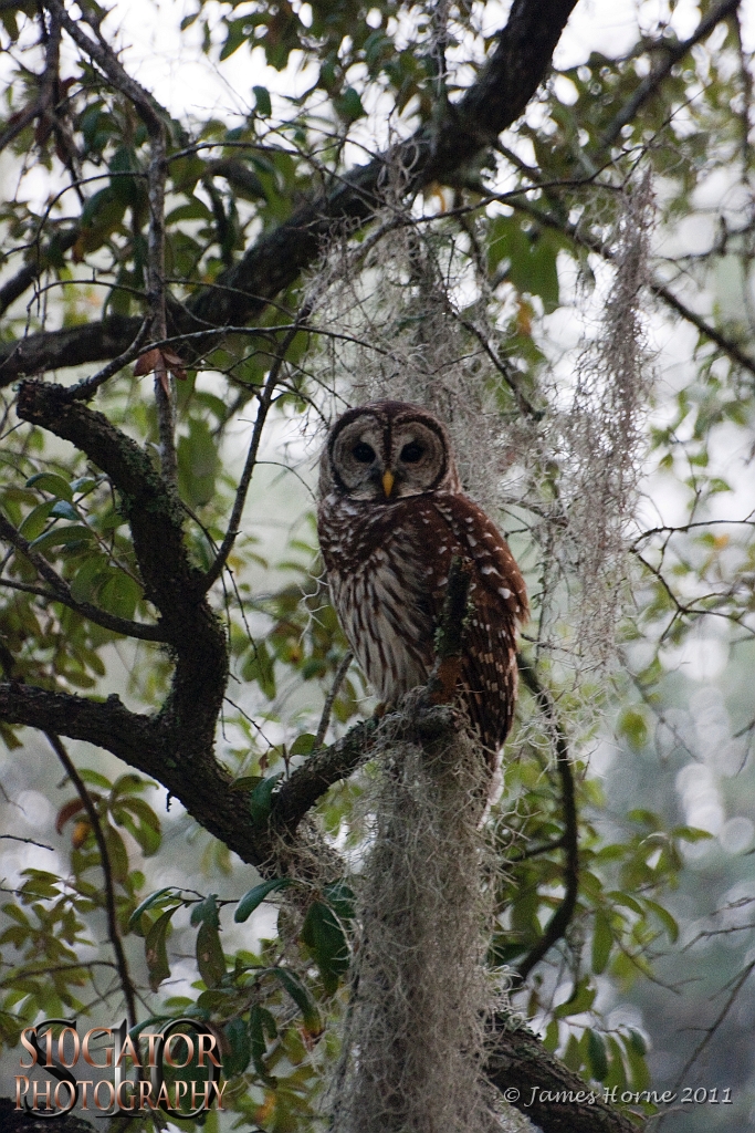 Barred owl-02-091811.JPG